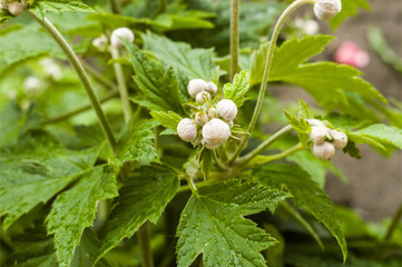 buds of flowers after the rain