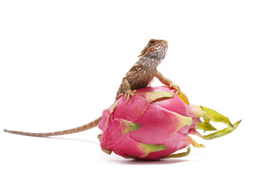 Agama sits on the fruit of pityahya (dragon fruit) as a dragon