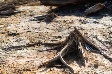 Loss of forest as result of pollution, drought, and fires. Unusual form of dry tree trunks, texture of dead tree no bark