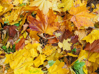 Fallen leaves on the ground in the park in autumn.