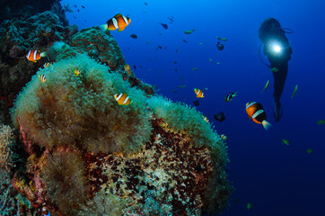 Fototapeta na wymiar Clownfish and diver