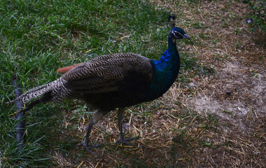 Obraz premium peacock on the lawn