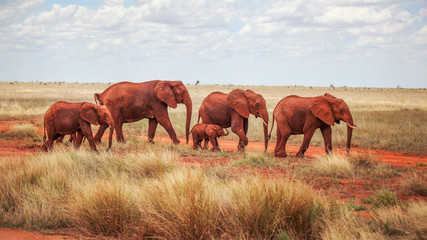Group of elephants (Loxodonta africana), red from dust, walking on dry Africa savanna with small bushes. Tsavo East, Kenya