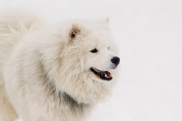 Obraz premium A beautiful portrait of a dog samoyede