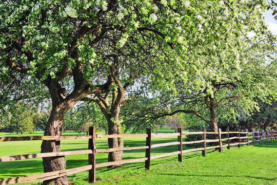 Beautiful spring time nature background. Scenic view with beautiful blooming tree in sun light behind an old style wooden fence on a foreground and golf course on a background.