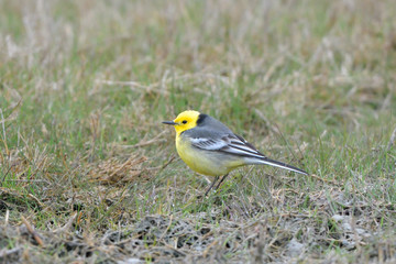 Fototapeta premium Citrine wagtail on the ground