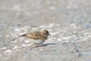Greater short-toed lark on the ground