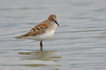 Little stint in shallow water