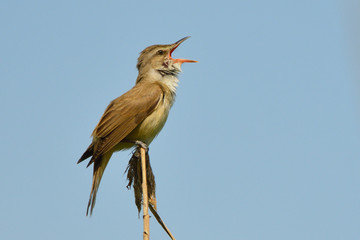 Obraz premium Great reed warbler on a reed stick