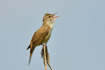 Great reed warbler on a reed stick