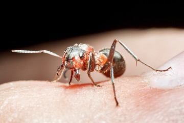 The ant is close-up.