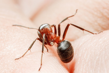 The ant is close-up.