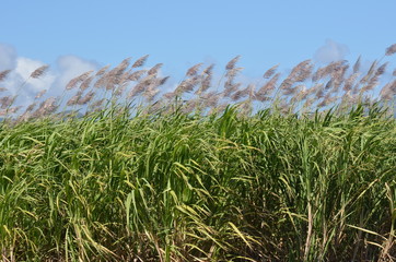 Canne à Sucre en fleur (Sugar cane)