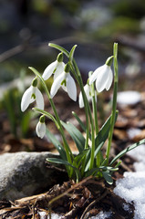 beautiful snowdrops (galanthus nivalis) in the snow
