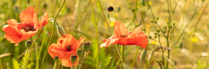Fototapeta premium red poppy flower field panorama