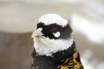 Portrait of an exotic bird