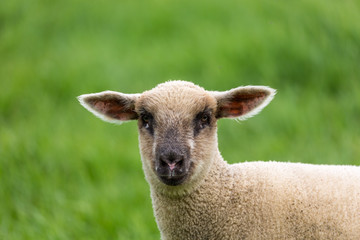 Lamb