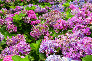 Fototapeta premium hydrangea