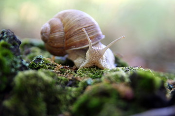 Красивая улитка