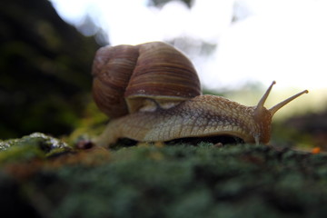 Красивая улитка