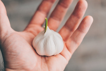 Close-up of garlic in the hand of the cook, large white garlic in the kitchen, garlic cloves and garlic bulb