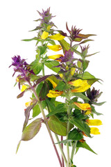 Summer June  forest uncultivated  plant with yellow and blue flowers on branches.