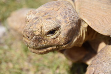 tortue