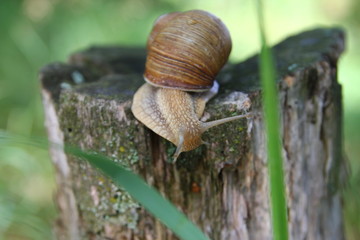 Красивая улитка