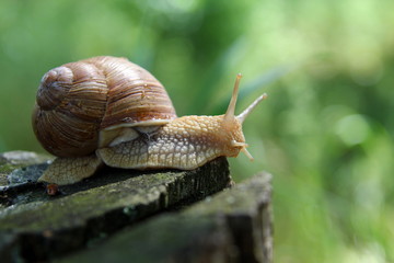 Красивая улитка