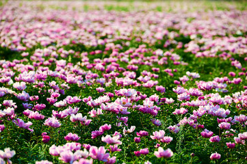 Fototapeta premium The peony flowers scenic.