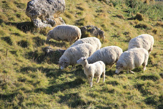 Sheep in Te Mata Peak
