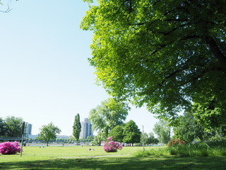 Beautiful tree with pink flowers surrounded in Cologne Rheinpark, Germany