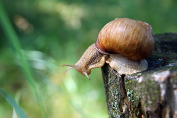 Красивая улитка