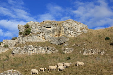 Fototapeta na wymiar Sheep in Te Mata Peak