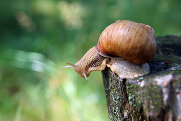 Красивая улитка