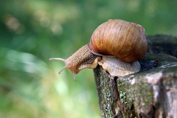 Красивая улитка