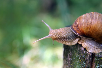 Красивая улитка