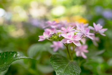 紫陽花