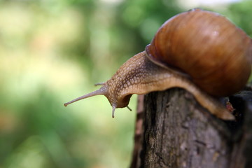 Красивая улитка