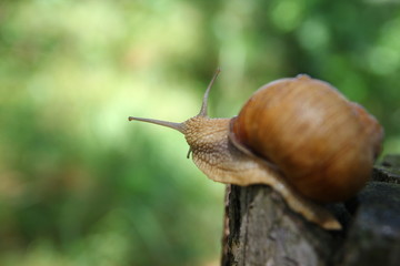 Красивая улитка