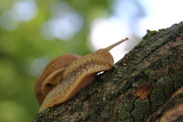 Красивая улитка