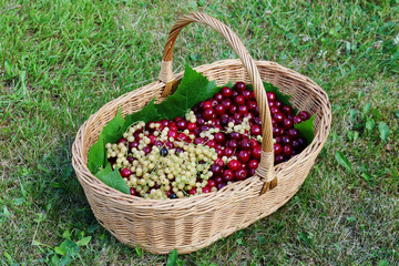 Fototapeta na wymiar Homemade wicker basket with cherries and currants berries harvest is located on a grassy rustic lawn