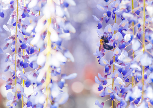 Close-up shot of bee and wisteria flower