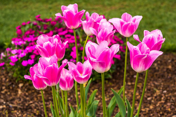 Pink White Tulips