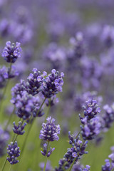 Lavender flowers blooming in the garden, beautiful lavender field