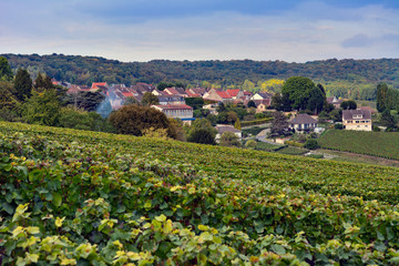 france champagne region hautvillers vineyards