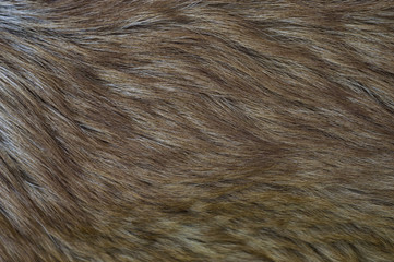 Wool Dog caucasian sheepdog two years old  jpg
