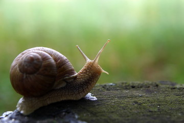 Красивая улитка