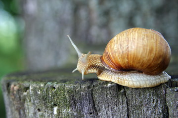 Красивая улитка