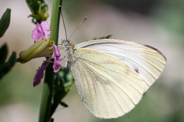 Wild meadow grass and butterfly in spring in nature macro